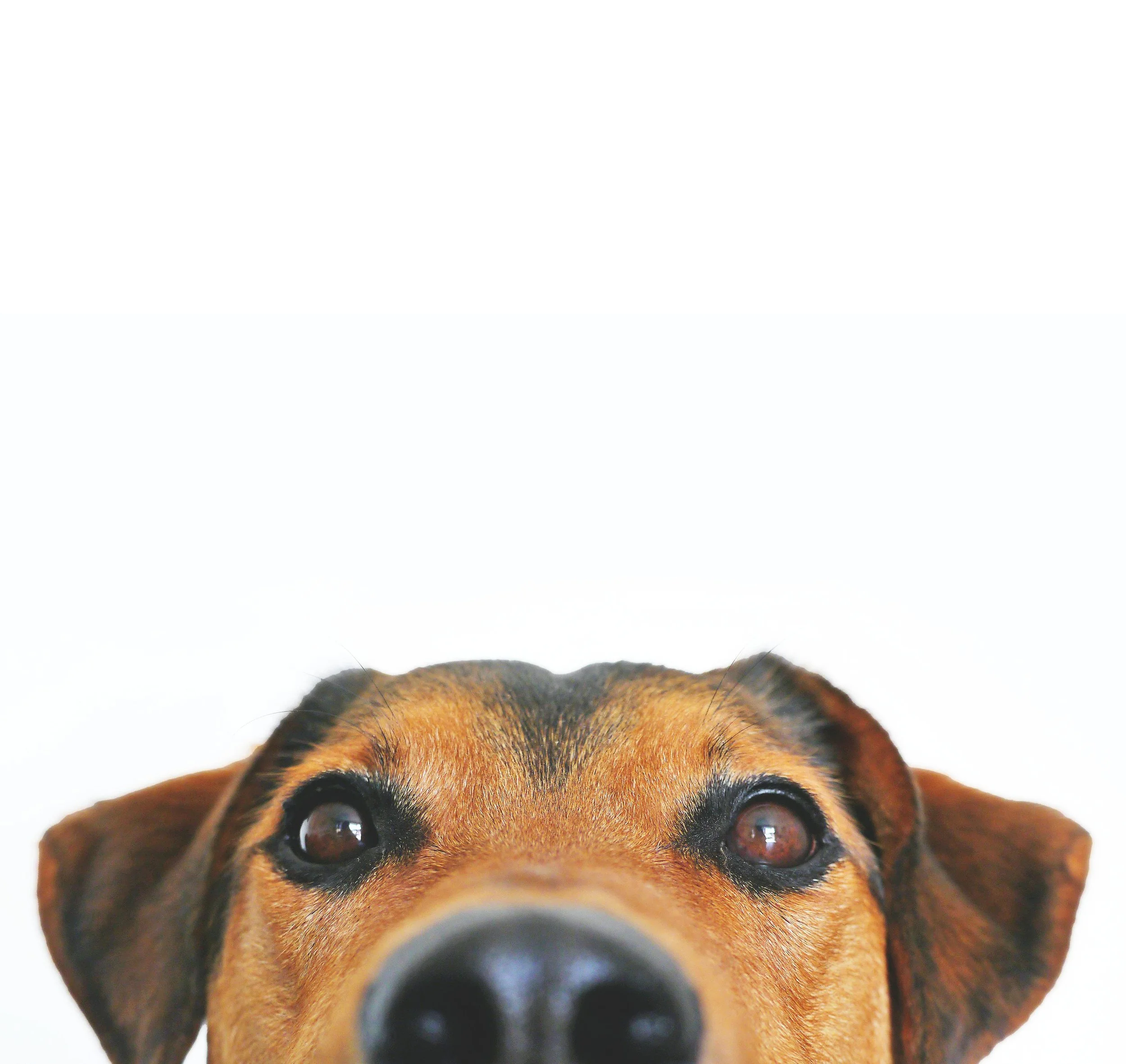7 Reasons You Should Allow Pets in Your Rental Property in Galveston